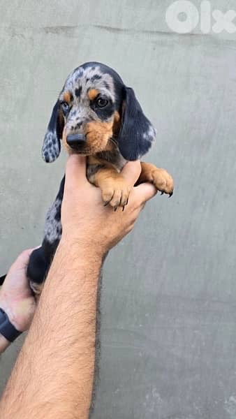 Imported Dachshund Dapple puppy dog sausage AVAILABLE 4
