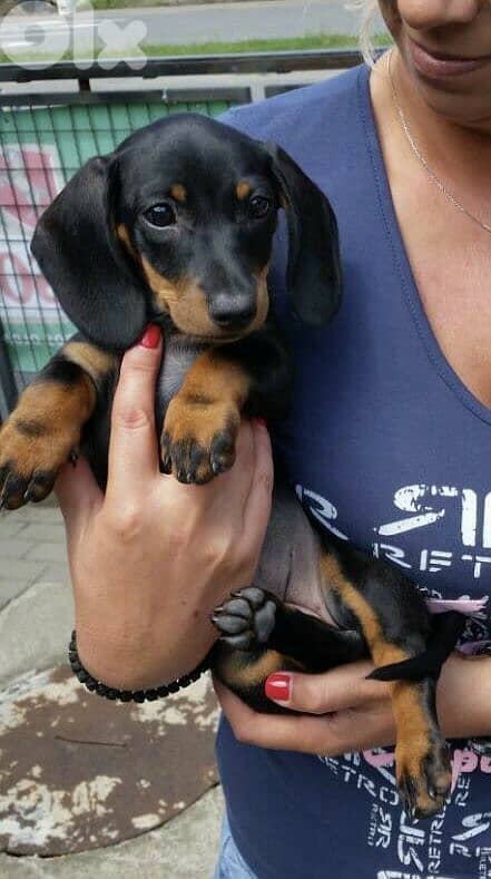 Dachshund Black and Tan Puppies DELIVERY/ Available in Shop/Dog / كلاب 0