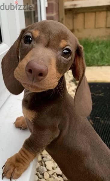 Imported Dachshund Chocolate & Tan Puppy Dog on order كلاب