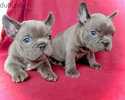 Blue brown French Bulldog Puppy imported, dog, delivery availble, كلاب