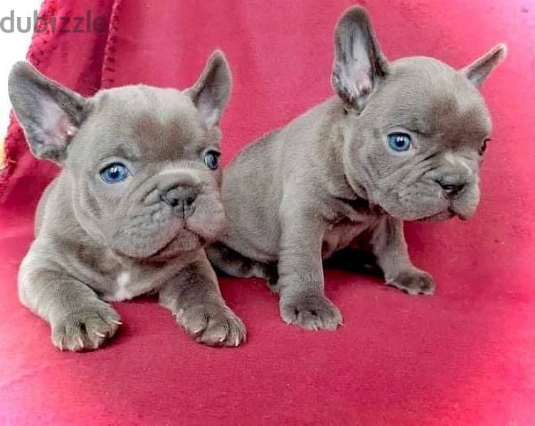 Blue brown French Bulldog Puppy imported, dog, delivery availble, كلاب 0