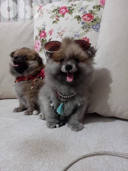 Cutest Pomeranian Spitz puppy delivery available dog كلاب 0