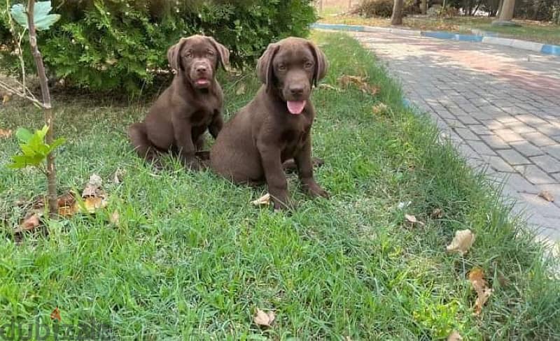 Chocolate Labrador Puppy imported with FCI PEDIGREE, dog delivery كلاب 0
