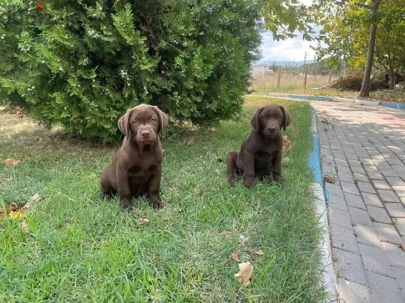 Chocolate Labrador Puppy imported with FCI PEDIGREE, dog delivery كلاب 1