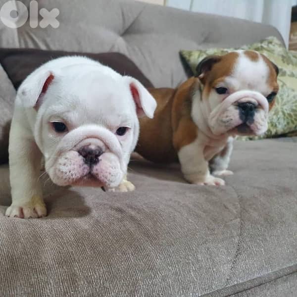 English Bulldog imported ON ORDER Puppy pure breed delivery كلاب 0