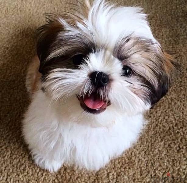 Fluffy& hypoallergenic Shih Tzu cute puppy Imported,delivery, dog كلاب 0