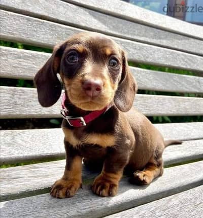Dachshund Chocolate and Tan Puppies DELIVERY/ dog كلاب