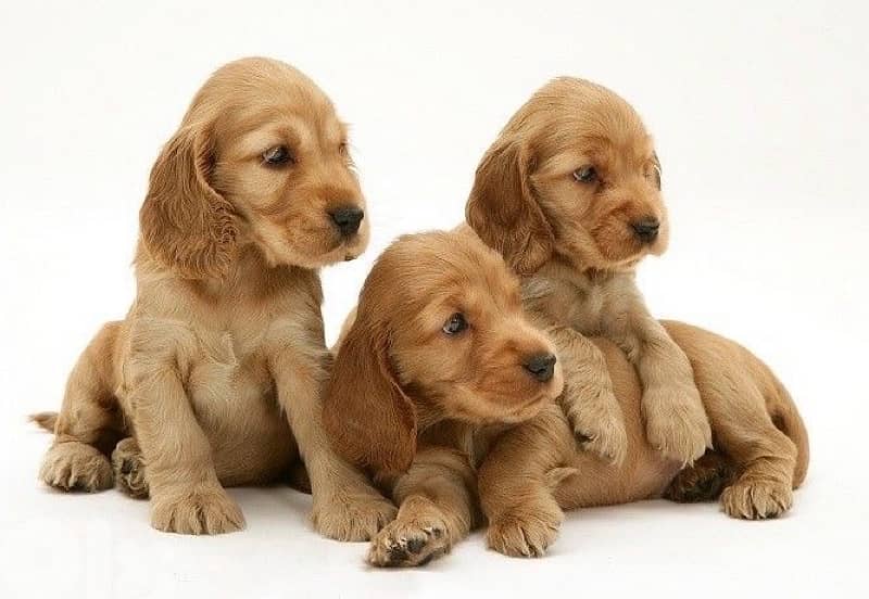 Cocker Spaniel imported pure breed Puppy Delivery available كلاب Dog 0