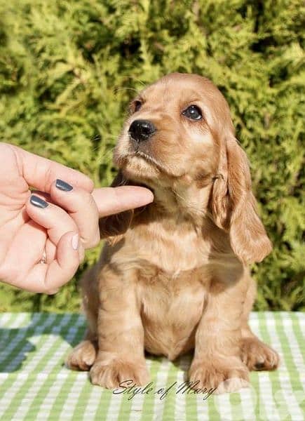 Cocker Spaniel Pure Puppies/ dog كلاب DELIVERY/ available in shop 0