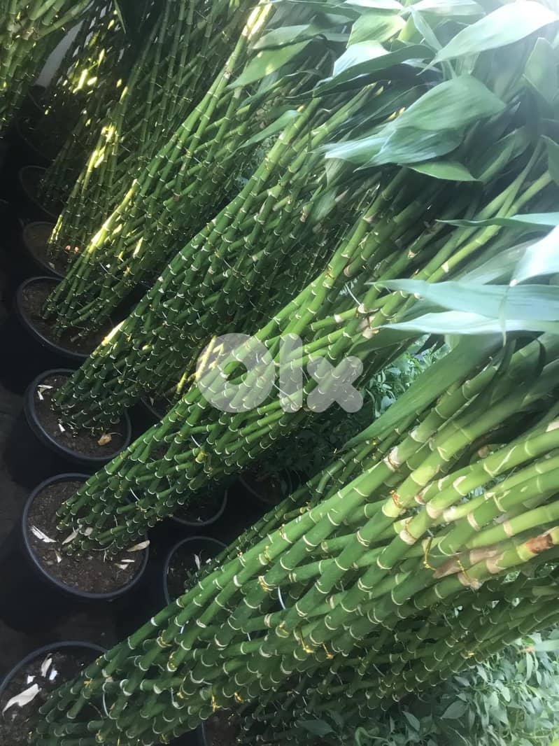 Bamboo Braided (indoor/outdoor) 1