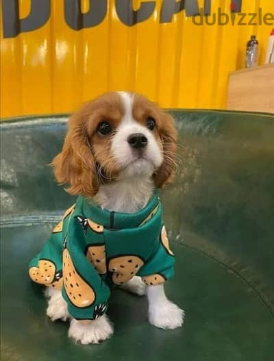Cavalier king charles/dog/كلاب/delivery/available