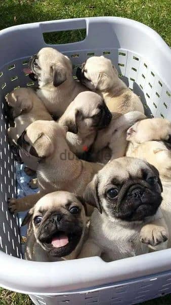 Pug Puppies Available /dog / كلاب/ Delivery