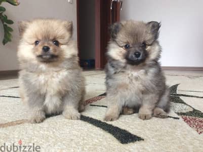 Pomeranian Puppies Available in Shop/ Delivery Dog / كلاب