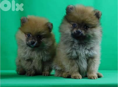 Spitz Pomeranian Puppies Small Available in Shop/ Delivery Dog / كلاب