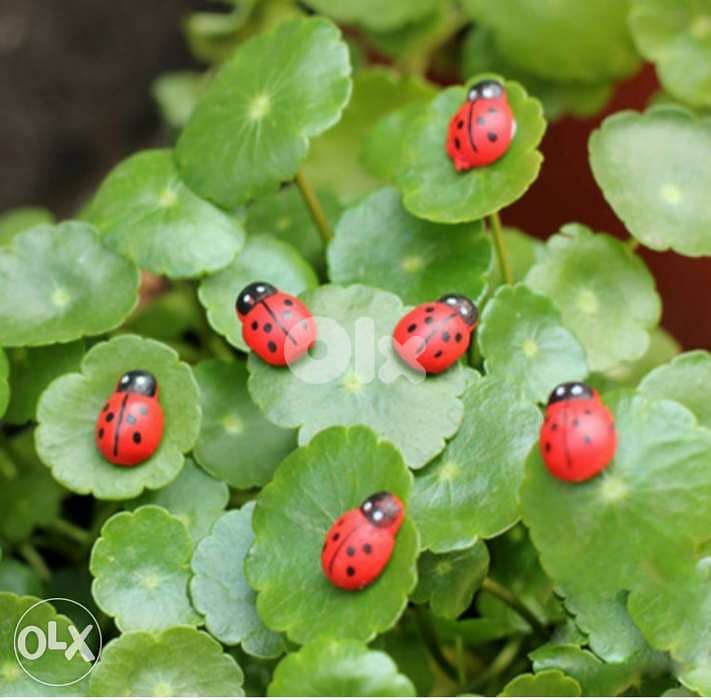 10 pieces set red wood coccinelle home and garden decoration 1