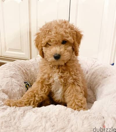 Imported LabraDoodle AVAILABLE MINI
