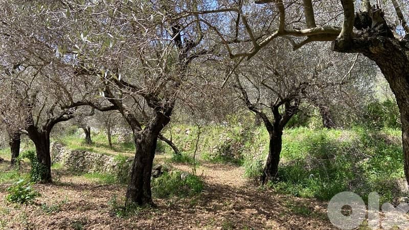 land for sale located batroun ( 14 min away ) 1