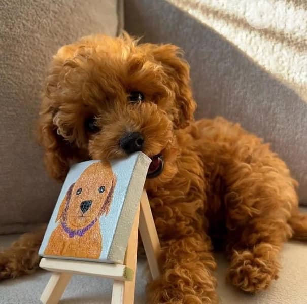 Red brown Miniature Poodle puppy imported pure breed Delivery كلاب 0