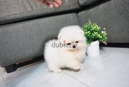 Pomeranian puppies/dog/كلاب/Delivery/Imported