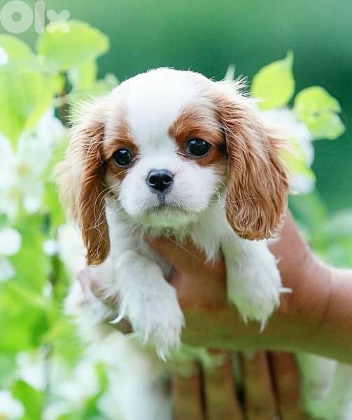 Cavalier King Charles puppy imported ON ORDER DELIVERY dog كلاب 0