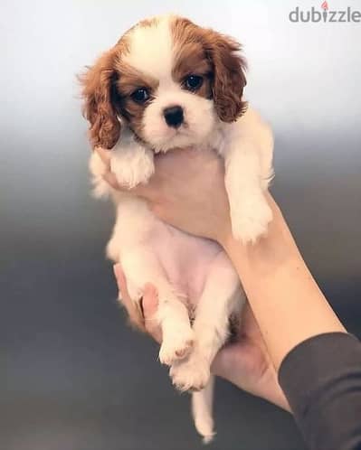 cavalier king Charles puppies