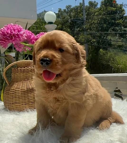 Imported RED Golden Retriever puppy delivery available 0