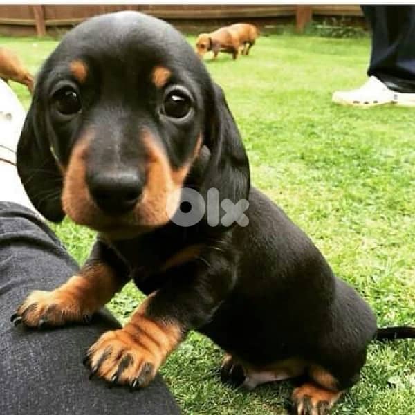 Imported Mini Black & Tan Dachshund puppy pure breed Dog كلاب 0