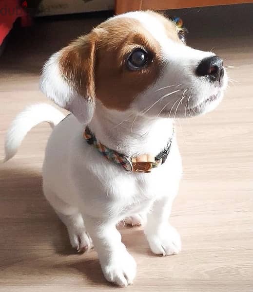 Fun & cute Jack Russell puppies pure breed Dog/Delivery/كلب 0
