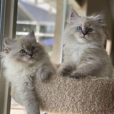 Fluffiest Siberian hypoallergenic pure kitten / Delivery/ Cat قطط