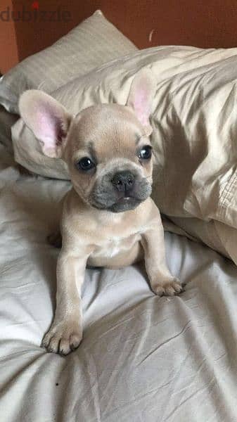 French Bulldog Fawn Puppies/ dog كلاب