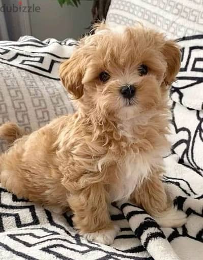 Maltipoo puppies available /dog/كلاب/Delivery/High quality
