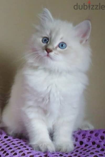 Rare Siberian pure breed hypoallergenic kitten/ Cat / Delivery / قطط