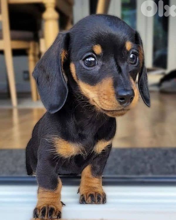 Dachshund Imported Puppies/ dog كلاب 0