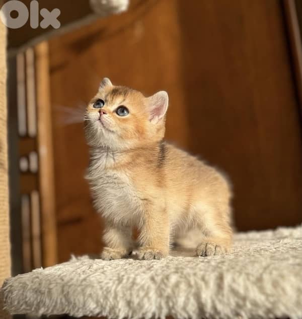 Adorable British Golden Chinchilla kitten pure breed Cat Delivery قطط 0