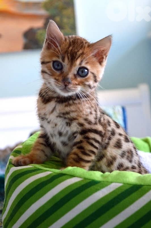 Unique Bengal kitten available in our shop! pure breed Cat قطط 0