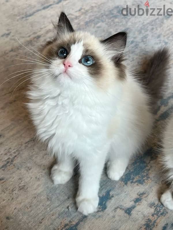 UNIQUE & GORGEOUS Ragdoll kitten IMPORTED Pure high quality breed قطط 0
