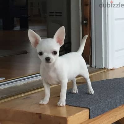 Chihuahua Puppies Available in store / dog كلاب