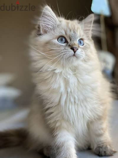 Siberian Kitten / قطط cat available in store