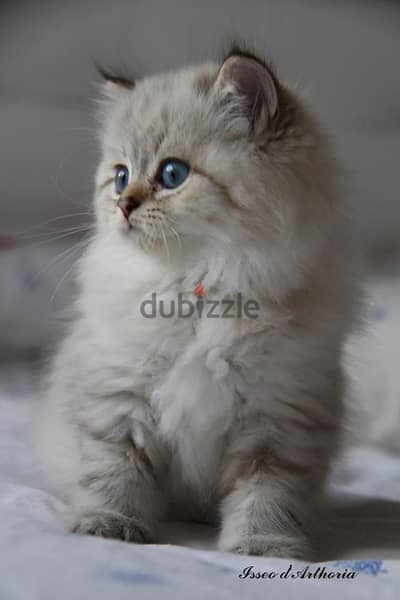 Fluffy Siberian Kitten Available/ cat قطط
