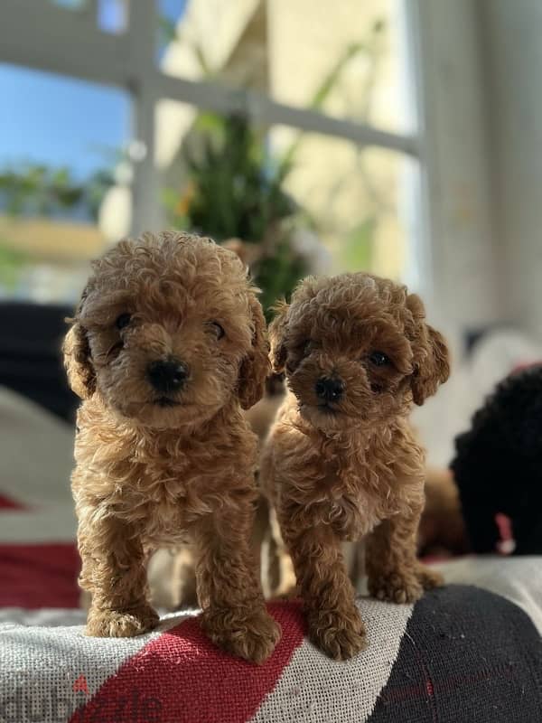toy poodle Puppy imported 0