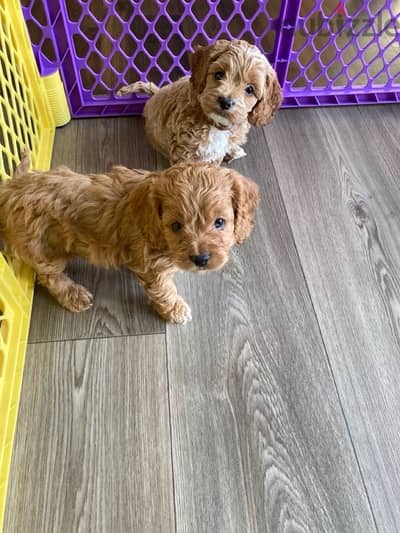 mini labradoodle imported