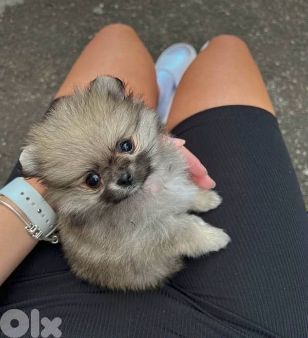 Pomeranian teacup Brown imported pure breed Delivery Dog كلاب 0