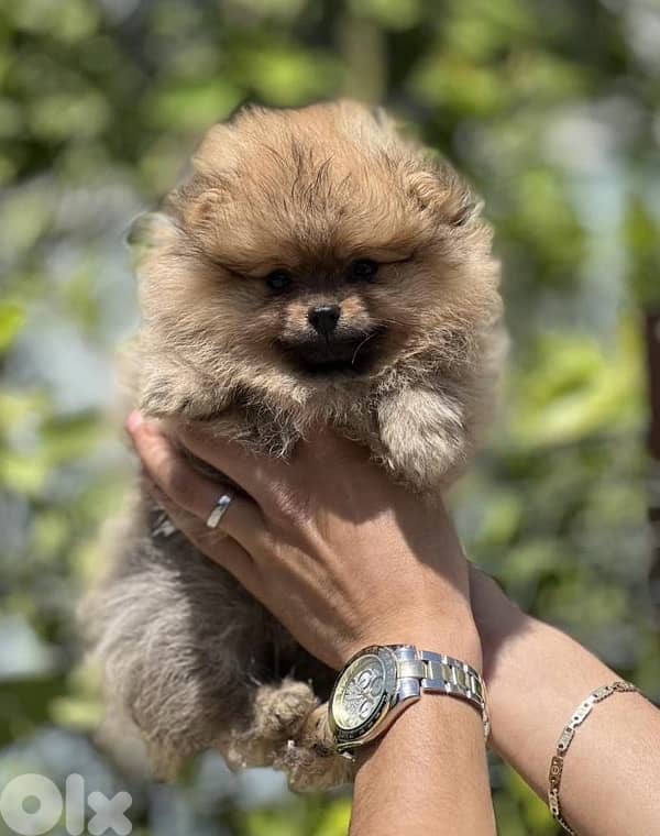 Pomeranian pure breed puppy imported Delivery Dog كلاب 0