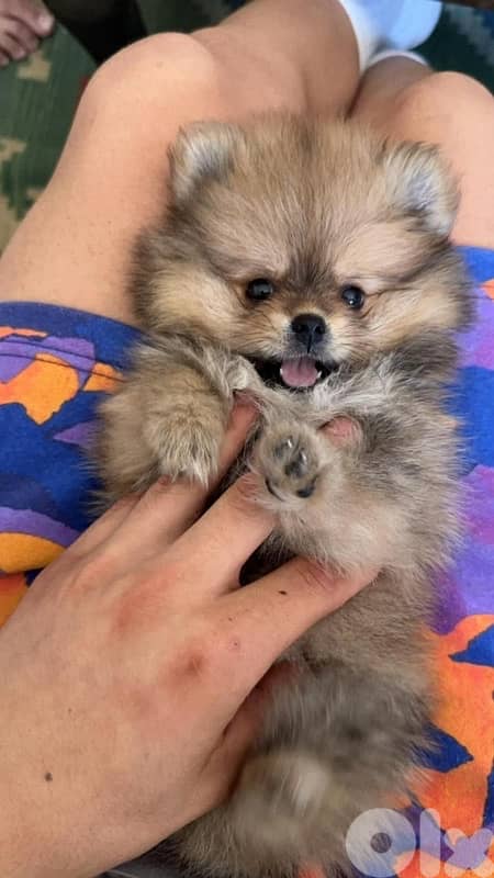 Pomeranian Spitz puppy pure breed imported Delivery Dog كاتب 0