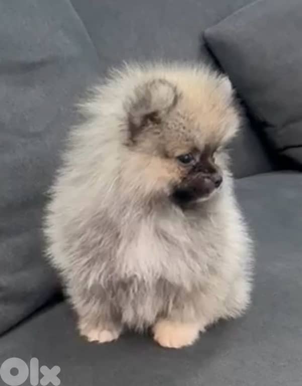Pomeranian teacup puppy pure breed imported Delivery Dog كلاب 0