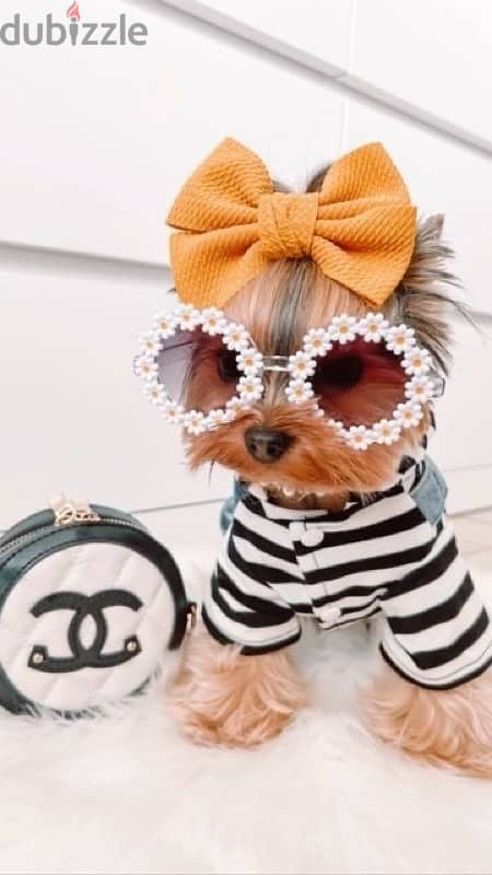 Cutest mini Yorkshire pure breed puppy imported Delivery Dog كلاب 0