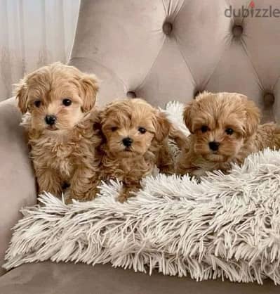 Maltipoo Puppies available/Dog/كلاب/Delivery