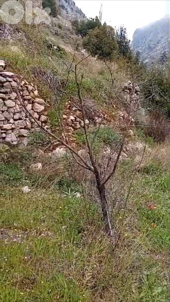 RWB112PK - Land for sale in Tannourine Batroun 6