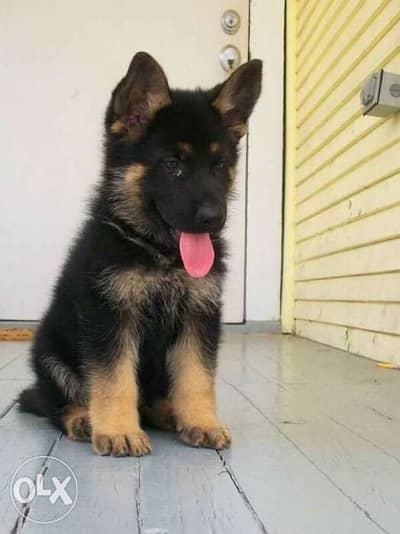 German Shepherd Showline Puppies in Store/ dog كلاب