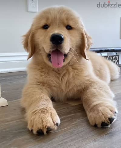 Golden Retriever Puppies Available Pure Breed